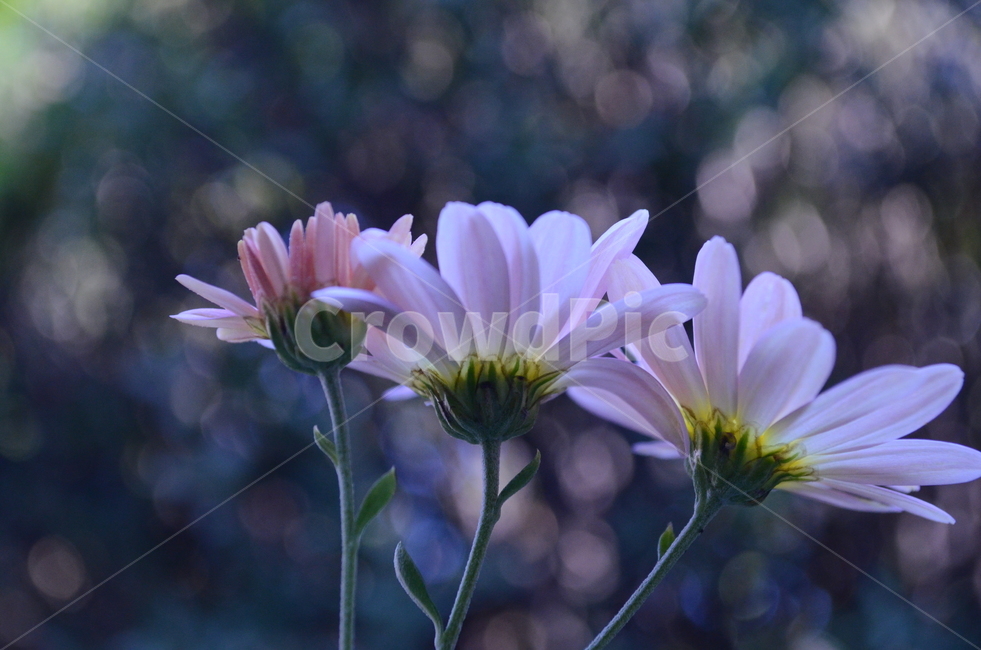 꽃,blossom,flower,plant,식물,국화,마당,보라빛,분홍색,감성,빛,꽃배경