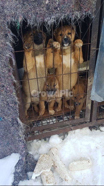 강아지,식용강아지,철창속강아지,보신탕,동물학대,동물,animal,포유류,mammal,개,강아지,dog,doggy