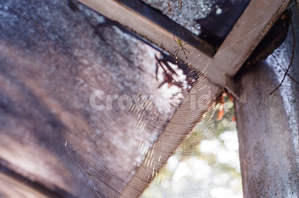 자연,거미,거미줄,필름사진,필름카메라,spider,web,곤충,벌레,insect,bug