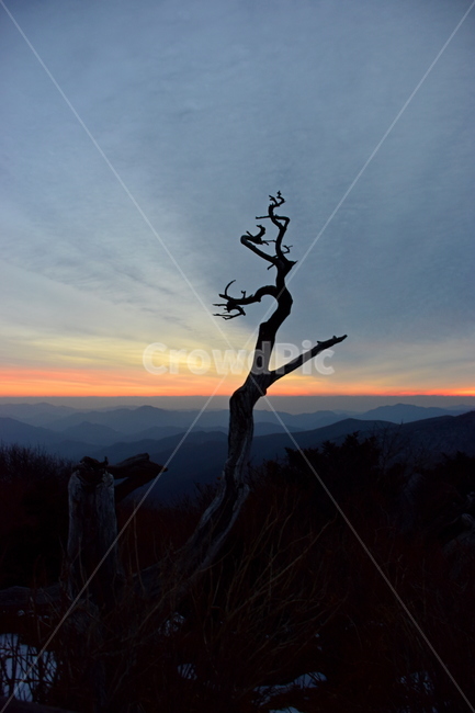태백산,여명,일출,겨울,풍경,mountain,nature,landspace,주목,붉은,신비로운,경이로운,하늘,해맞이,계절,비경,자연,outdoors,옥외