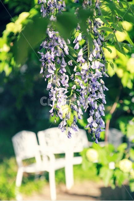 등나무꽃,등꽃,햇빛,초록,flower,식물,봄,계절,spring,season,식물,자연,plants,nature,꽃,flower,plant