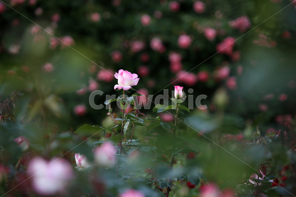 장미,꽃,rose,감성,flower