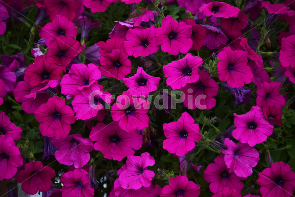 꽃,예쁜,색갈,색감,꽃들,빛감,보라색,보라빛,자주색,자주빛,식물,자연,plants,nature,꽃,flower