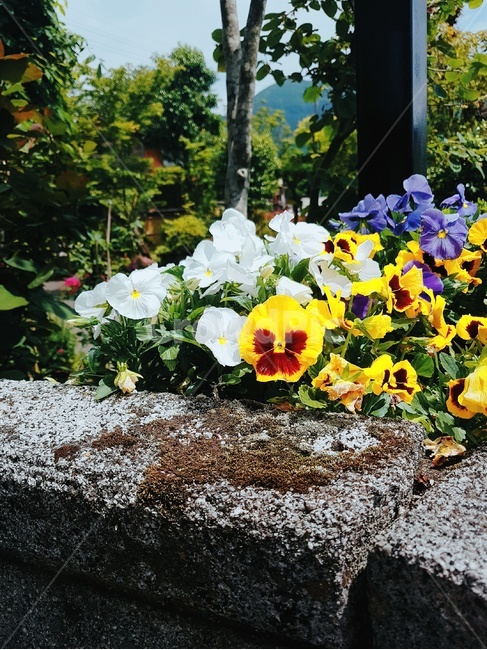 자연,꽃,일본,봄,식물,자연,풍경,nature,landscape,식물,plants,꽃,flower,plant,blossom