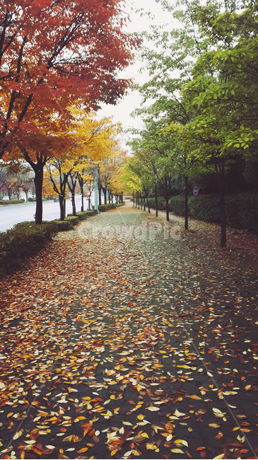 낙엽,단풍,감성사진,감성,가을,갈색,가을정취,계절,길,거리,자연,tree,nature,season,fail