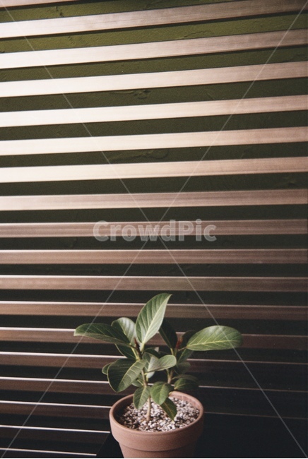 필름카메라,후지,감성,식물,나무,식물,자연,plants,nature,실내용화초,화분,화초,house plant