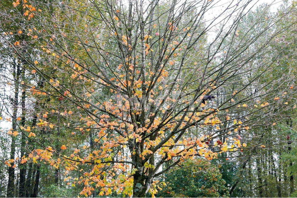 나무,청설모,단풍,숲,나무가지,가을,계절,fall,autumn,season,식물,자연,plants,nature,나무,trees,wood,tree,plant,tree trunk,나무 줄기