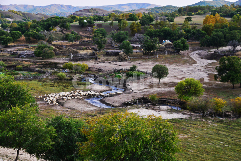 outdoors,옥외,grassland,목초지,field,들,flock,대군,animal,동물,landscape,경치,nature,자연,scenery,풍경,중국,몽고,패상,패상가을,양떼,패상양떼