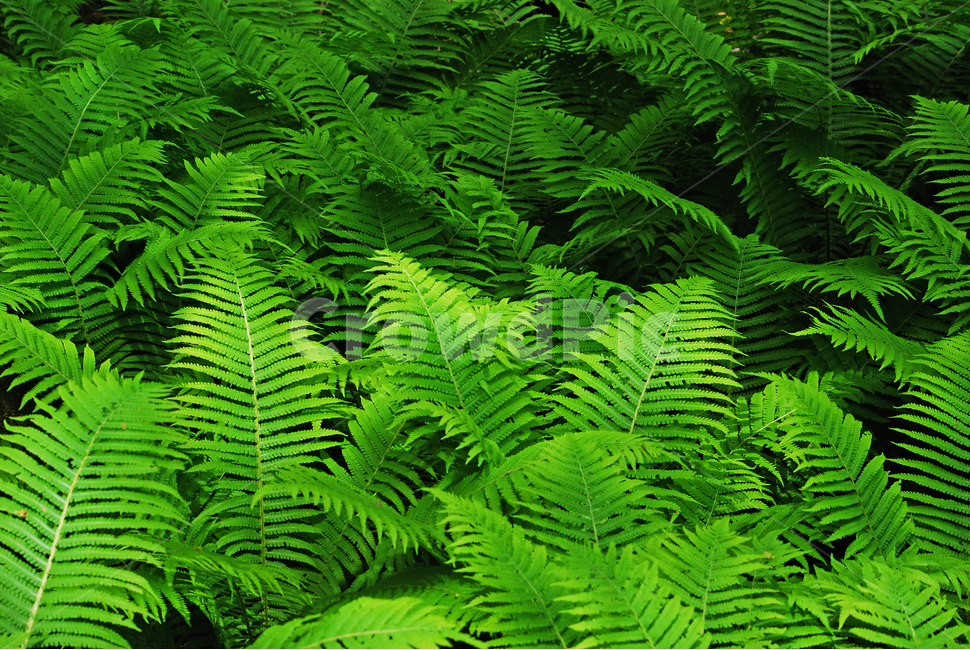 봄이미지,새순,그린,초록,녹색,양치류,고사리과,신선한,싱그러운,green,spring,plant,background,백그라운드,배경,바탕,잎새,포자식물,숲속,패턴,pattern,식물,초본,봄,계절,spring,season,식물,자연,plants,nature,fern
