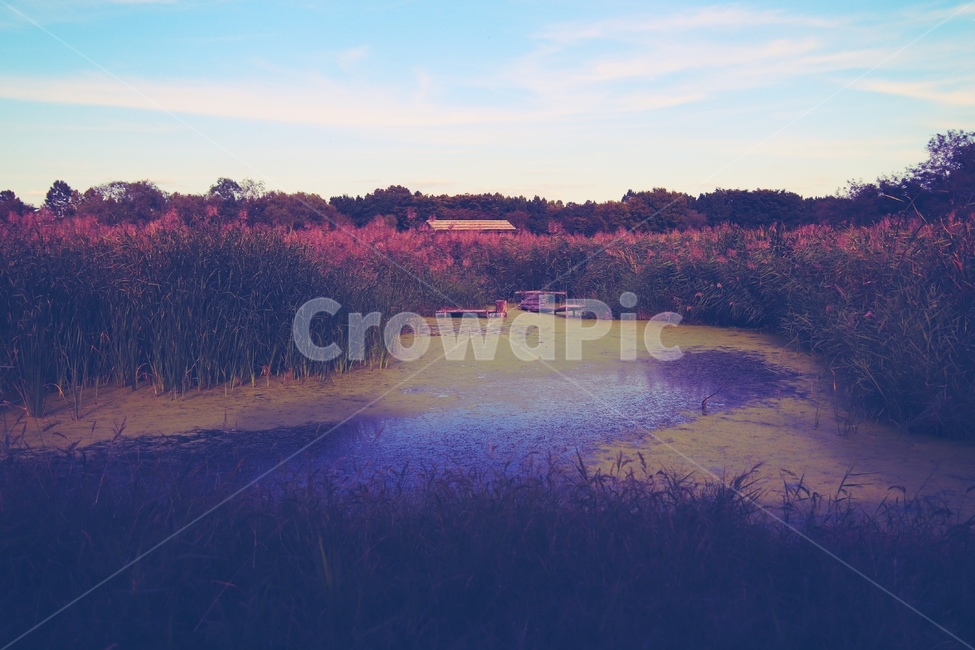 갈대,습지,습지공원,바람,개구리밥,하늘,갈대습지공원,자연,풍경,nature,landscape,outdoors,옥외,land,땅,water,물