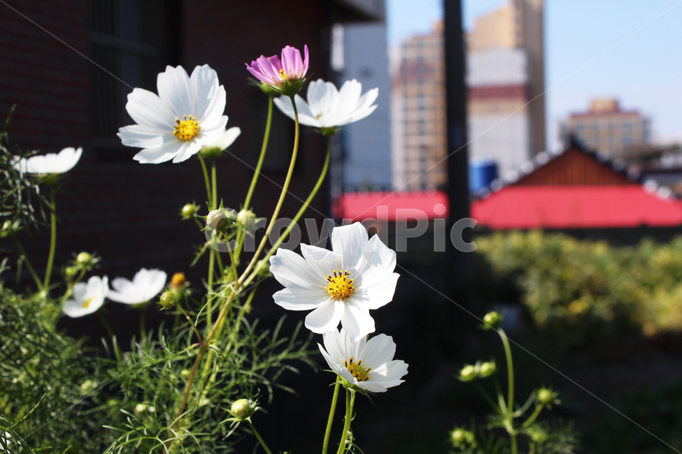 plant,식물,pollen,코스모스,꽃,식물,자연,plants,nature,꽃,flower