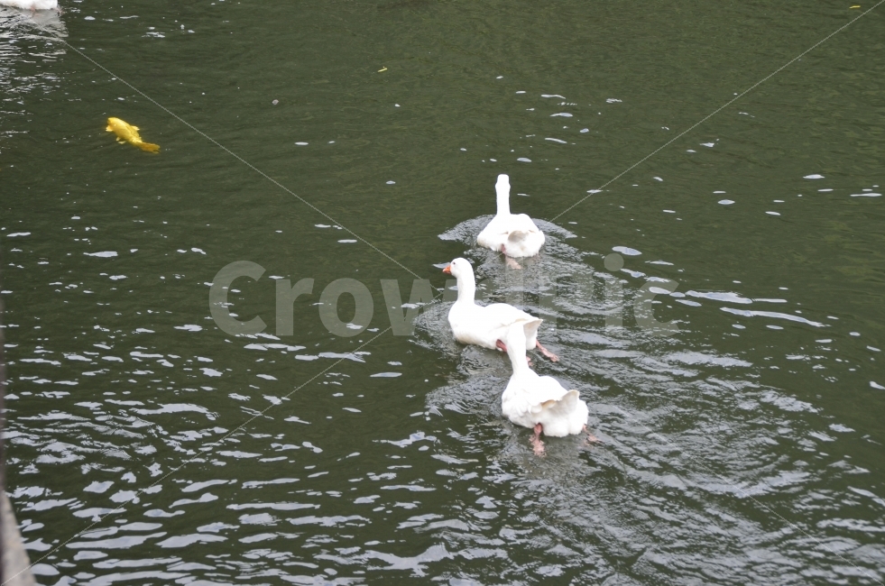 오리,잉어,먹이,수영,오리발,동물,animal,조류,새,birds