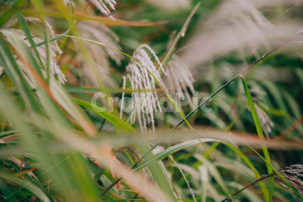 갈대,가을,식물,자연,초록,억새,가을,계절,fall,autumn,season,식물,자연,plants,nature,plant,grass,잔디,lawn,reed