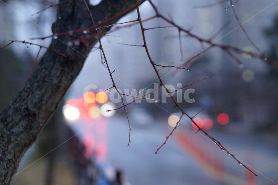 야경,불빛,비,봄,나무,야경,밤,풍경,nightscape,night,landscape,식물,자연,plants,nature,나무,trees,wood,감성,sensible,feeling,비,비오는날,rain,rainy,tree,plant,light,빛,flare,플레어