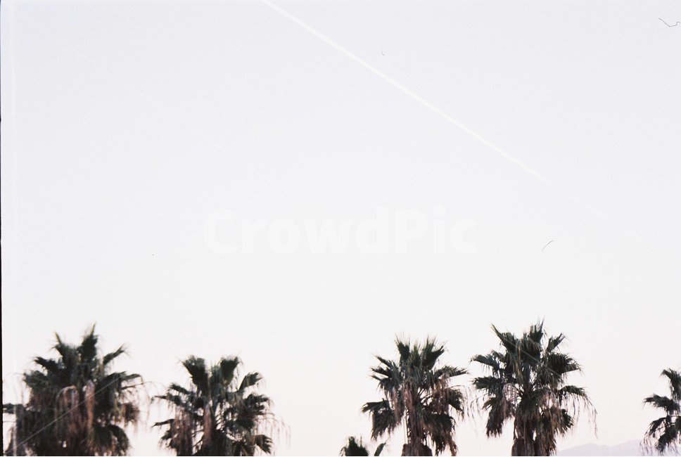 나무,야자수,감성,배경,하늘,제주도,자연,자연,풍경,nature,landscape,tree,plant,식물,palm tree