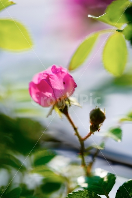 장미,분홍장미,꽃,자연,꽃망울,보케,식물,자연,plants,nature,감성,sensible,feeling,꽃,flower