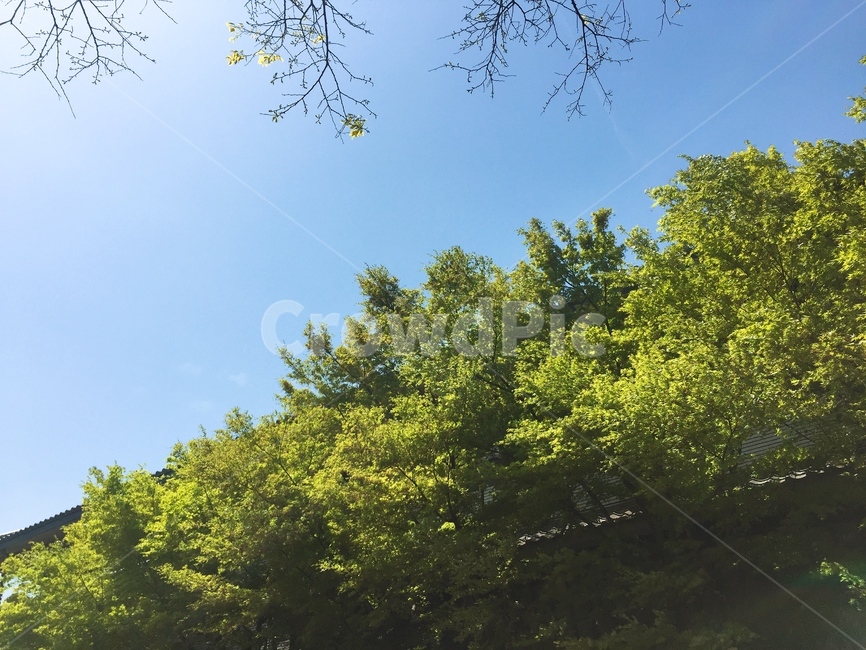 봄하늘,여름하늘,푸른하늘,좋은날씨,여름날,맑은날,맑은하늘