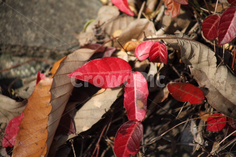 단풍,잎,식물,가을,redleaves,가을,계절,fall,autumn,season,leaf,plant