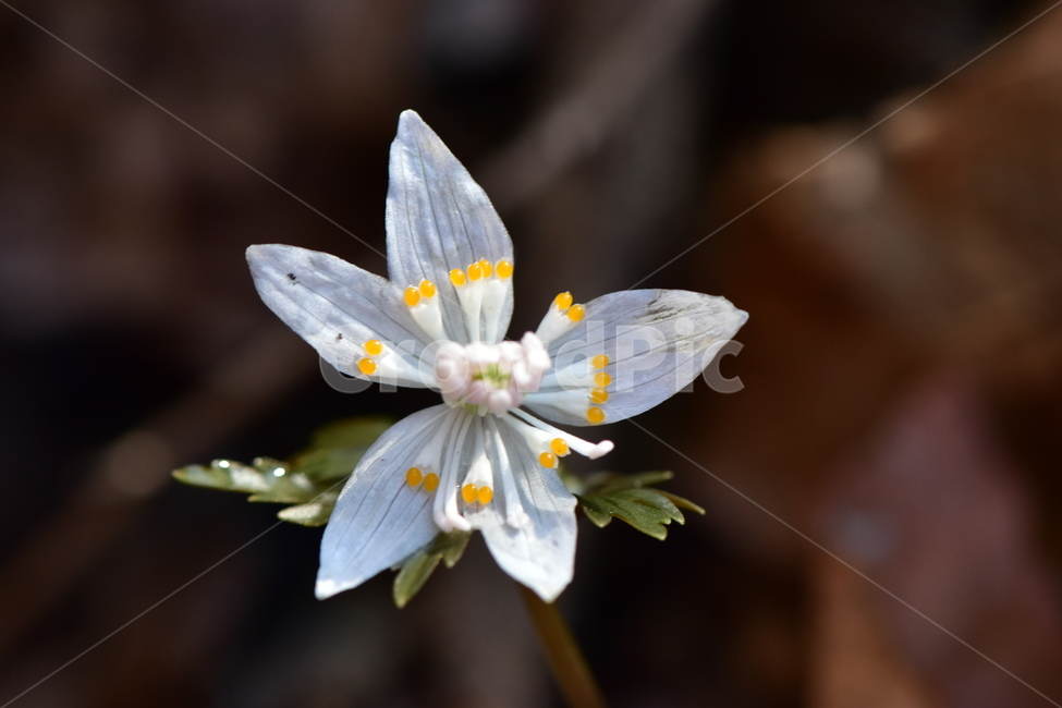 너도바람꽃,야생화,봄,꽃,풀꽃,자연,식물,식생,감성,힐링,plants,nature,spring,season,flower,emotion,feeling,흰색,초본,너도바람꽃속