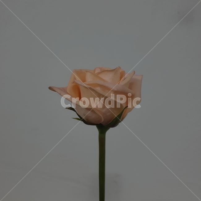 꽃,장미,flower,rose,꽃꽂이