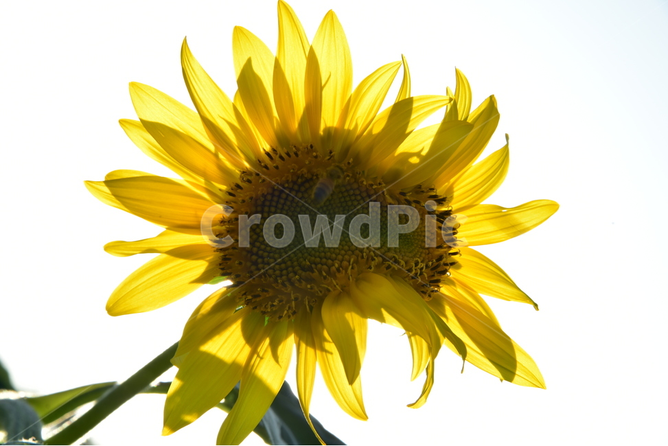 sunflower,해바라기,숭배,기다림,존경,향일화,조일화,페루국화,그리스신화,귀화식물,식물,자연,plants,nature,꽃,flower