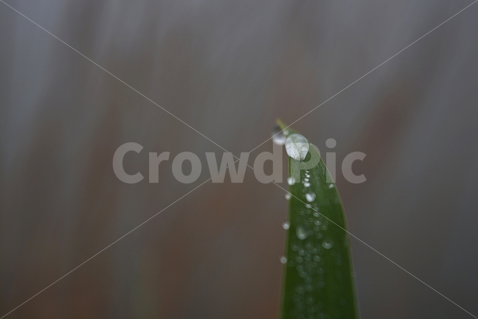 이슬,새벽,잎,물방울,design,잎파리,아침이슬,풍경,식물,식물,자연,plants,nature,감성,sensible,feeling