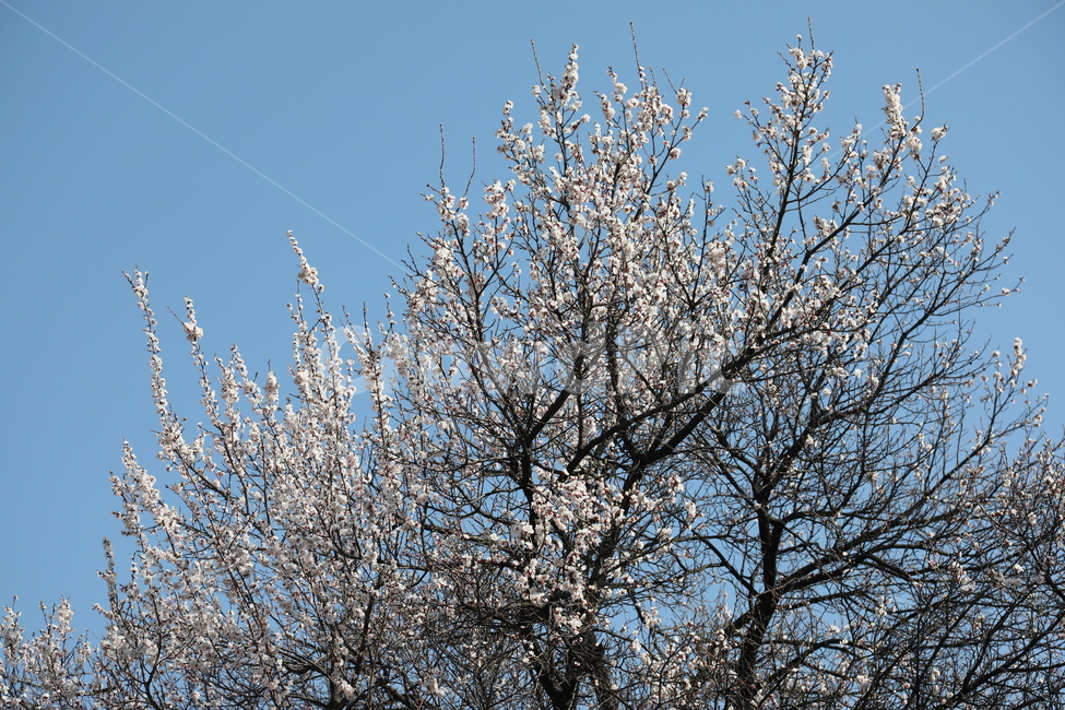 봄,꽃,꽃나무,나무,자연,하늘,계절,spring,flower,tree,sky,nature,season,봄,계절,spring,season,자연,풍경,nature,landscape,식물,plants,나무,trees,wood,plant
