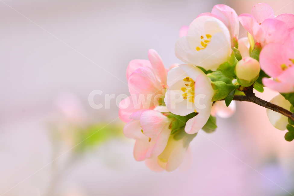 봄꽃,명자꽃,명자나무,꽃,분홍색꽃,핑크색,4월,5월,flowers,분위기,감성,필,화사한,아름다운,우아한,beautiful,엘레강스,elegance,연분홍색,나무꽃,관목,느낌,배경,바탕,백그라운드,background,보케,빛망울,접사,마크로,클로즈업,macro,봄,계절,spring,season,식물,자연,plants,nature,꽃,flower,plant