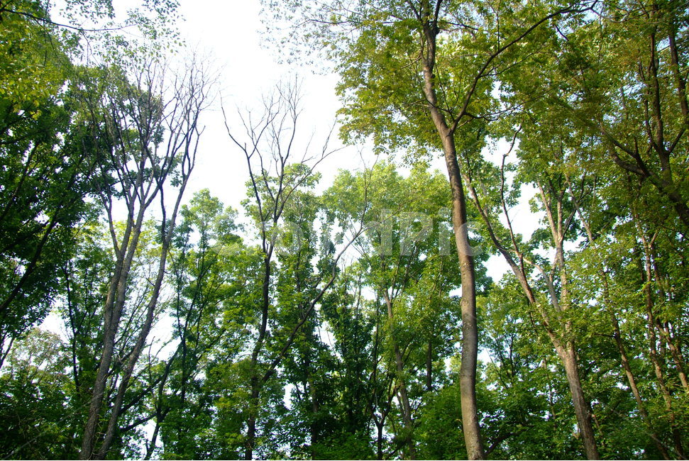 자연,그린,하늘,초록,나무,숲,청정,식물,식물,자연,plants,nature,나무,trees,wood
