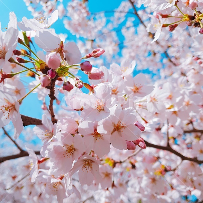 벚꽃,따뜻,봄냄새,청량,봄