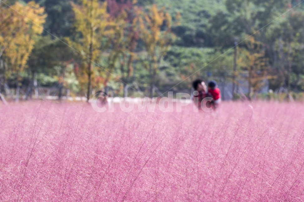 핑크뮬리,뮬리,분홍갈대,꽃,식물,자연,가을,풍경,경치,가을,계절,fall,autumn,season,가족,패밀리,family