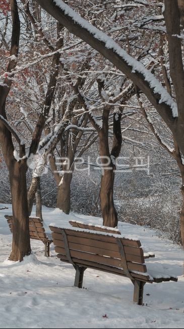 나무,나무줄기,나뭇가지,겨울나무,자연,공원,공원산책,눈,추위,식물,벤치,눈오는날,winter,wintertree,snow,snowyday,tree,treetrunk,leaves,blizzard,storm,bench,park,산책,겨울,계절,winter,season