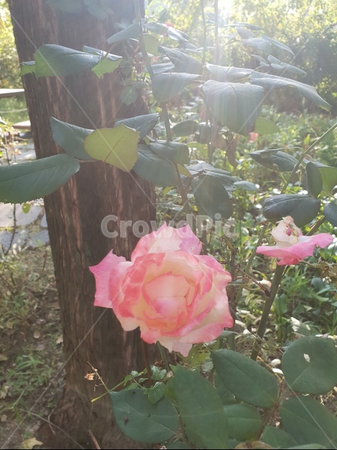 flower,꽃,숲,자연,힐링,햇살,산책,장미,식물,자연,plants,nature,꽃,flower