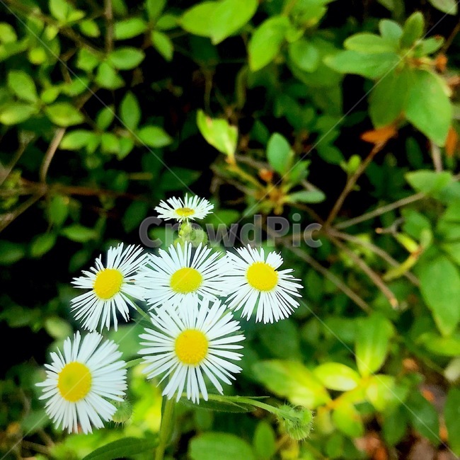 꽃,풀,초록,노랑,풀꽃