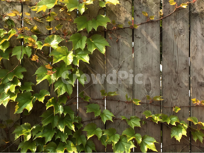 담벼락,담쟁이덩쿨,초록,벽,나무,식물,인테리어,건축,식물,자연,plants,nature,빈티지사진,빈티지느낌,빈티지감성,vintage