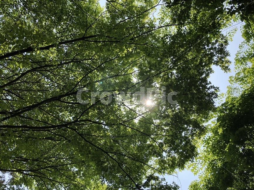 자연,봄,나무,숲,하늘,시작,산