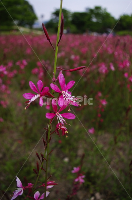 가우라,잎,꽃,flower,식물,plant,자연,nature,식물,자연,plants,nature,꽃,flower
