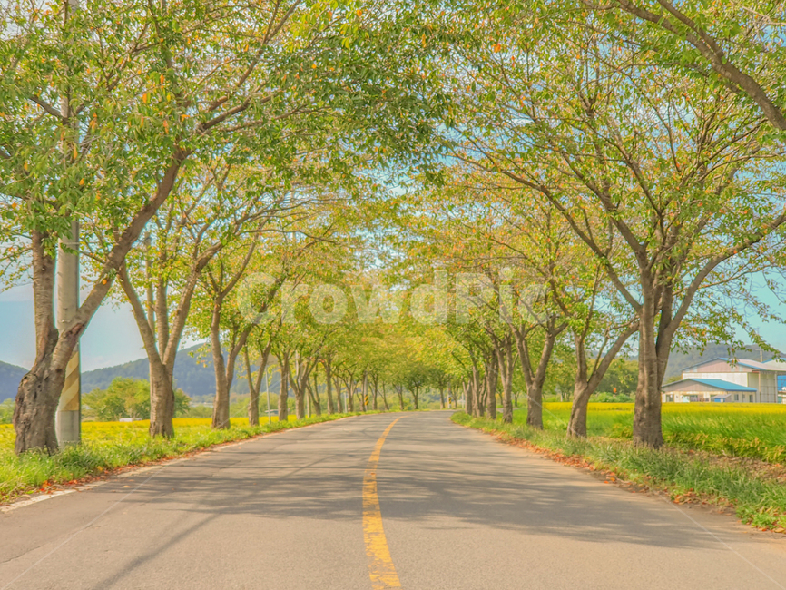 road,도로,tree,나무,plant,식물,풍경,자연,자연,풍경,nature,landscape