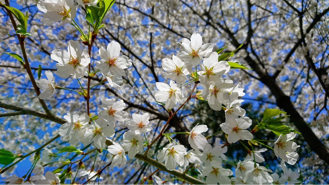 봄,꽃,꽃나무,흰꽃나무,흰꽃,화이트,벗꽃,매화,봄,계절,spring,season,식물,자연,plants,nature,꽃,flower,plant