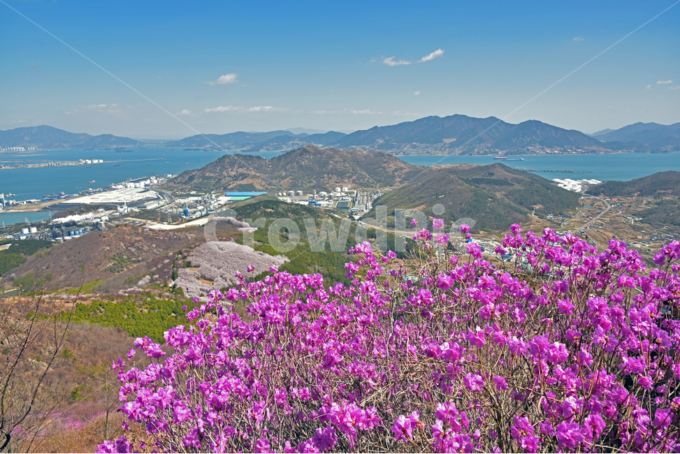 진달래,koreanrose,참꽃,두견화,만산홍,분홍색,봄,야생화,자연,풍경,nature,landscape,식물,plants,꽃,flower,경치,outdoors,옥외,scenery
