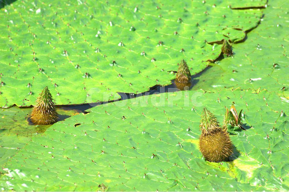 자연,식물,가시연꽃,가시연잎,가시연,연못,수생식물,식물,자연,plants,nature