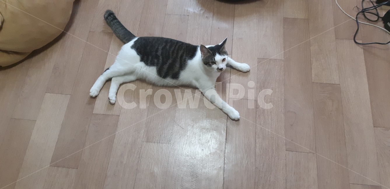 반려묘,코숏,고양이,길냥이,찐빵