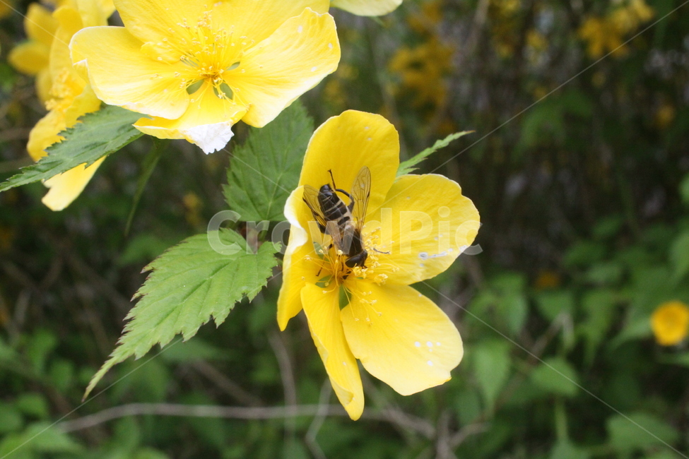 bee,벌,꿀벌,꽃,곤충,식물,자연,plants,nature,꽃,flower