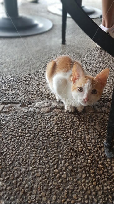 고양이,동물,귀여움,cat,길냥이,동물,animal,포유류,mammal,고양이,cat,kitten,kitty