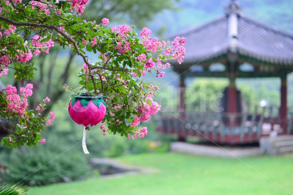절,연등,여름,초록,배롱나무꽃,꽃,백일홍,식물,자연,plants,nature,한국전통,한국문화,korean traditional,korean culture,꽃,flower