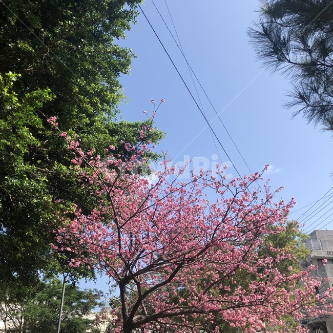 벚꽃,오키나와,꽃,초봄,일본벚꽃,sakura,봄,계절,spring,season,자연,풍경,nature,landscape,plant,식물