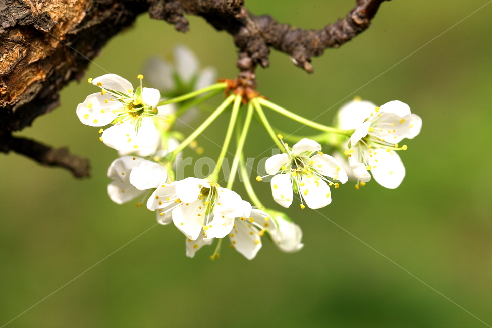 봄,꽃,아름다운꽃,벚꽃,봄꽃,봄,계절,spring,season,식물,자연,plants,nature,꽃,flower,plant