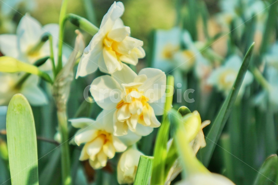 꽃,flower,수선화,narcissus,제주,jeju,식물,자연,plants,nature,꽃,flower,감성,sensible,feeling