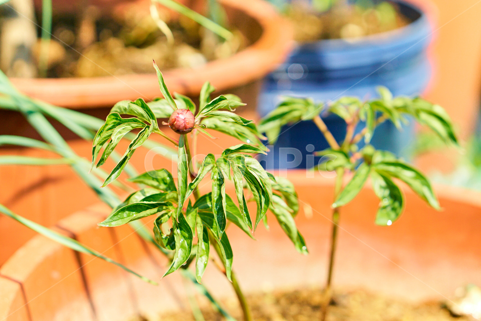 작약,약재,식물,나무,열매,plant,nature