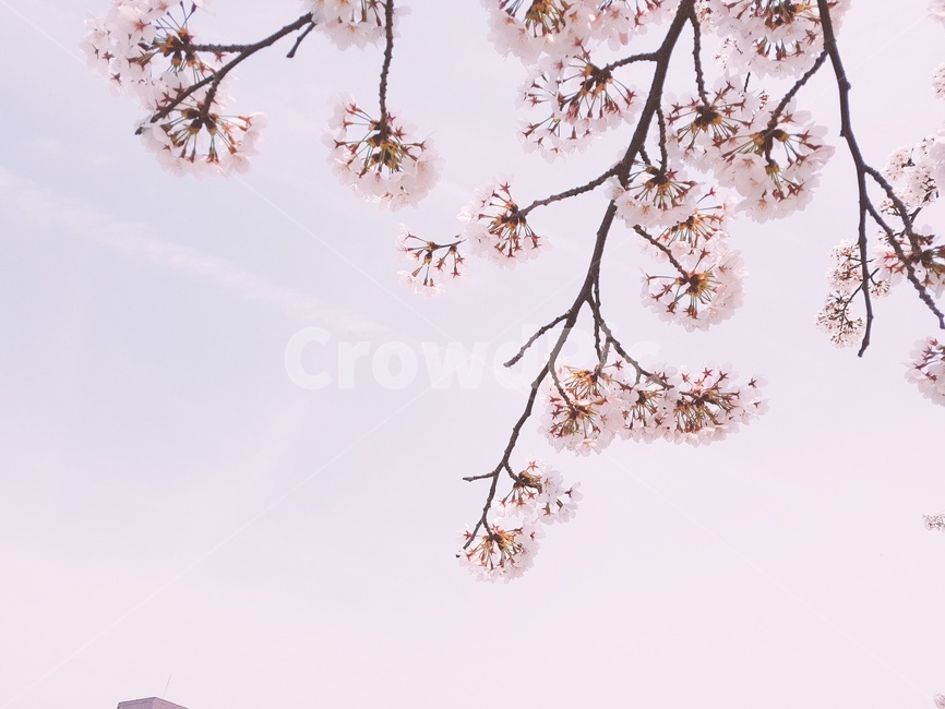 벚꽃,벚나무,봄,하늘,꽃